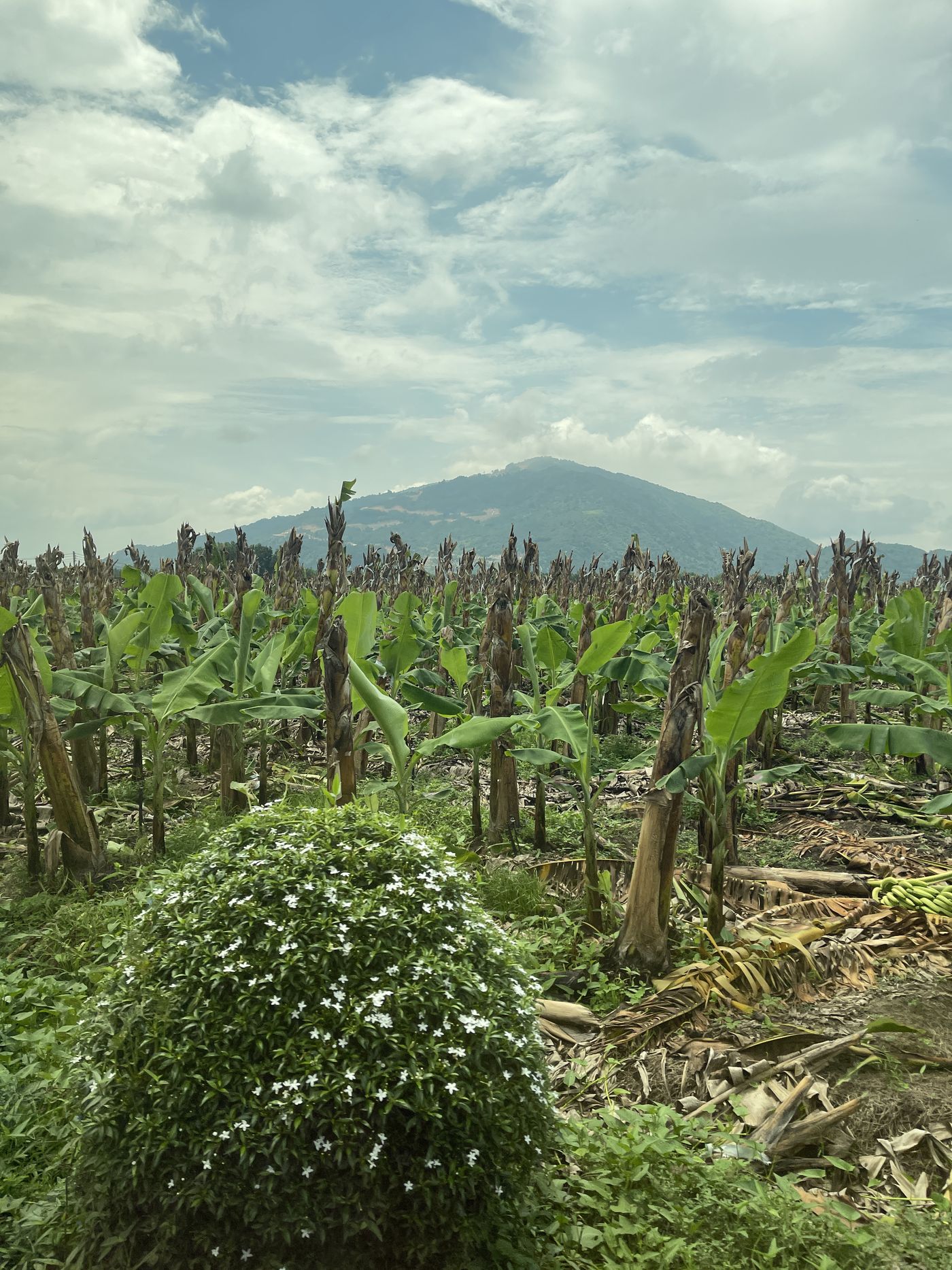 Chứa Chan mountain seen from the site's own banana rows