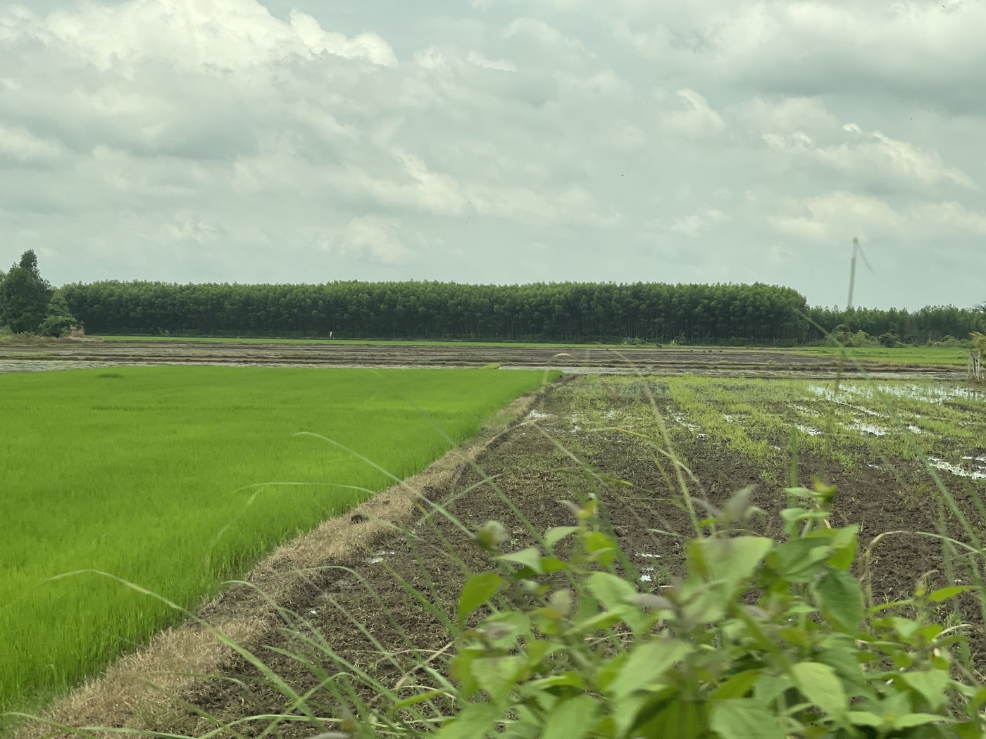 Rice paddy and irrigation canal on the site